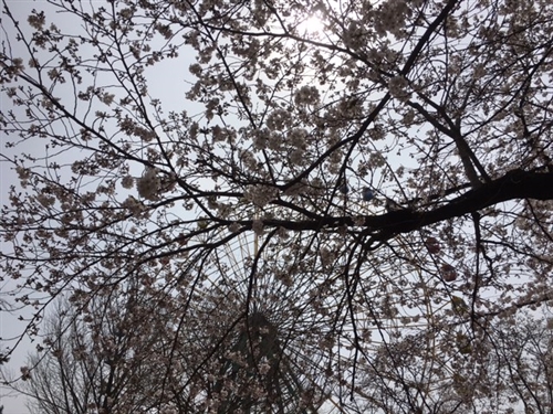 華蔵寺公園遊園地の桜